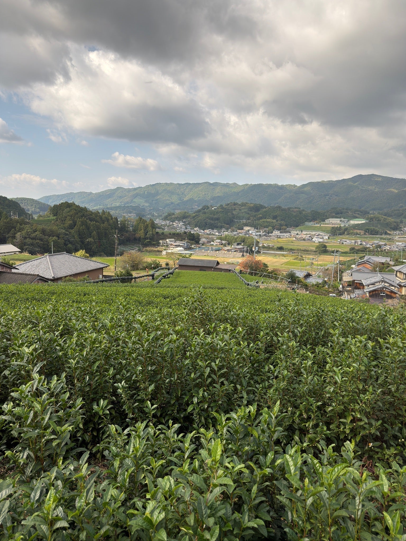 Field of green tea bushes in Wazuka